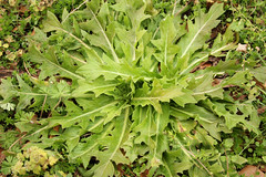 Anglų lietuvių žodynas. Žodis prickly lettuce reiškia dygliuotas salotos lietuviškai.