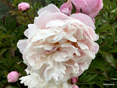Paeonia lactiflora 'Lady Alexandra Duff'