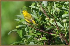 Yellow warbler (m). On Red Osier dogwood.