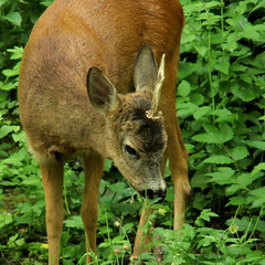 European roe deer, Capreolus capreolus, Rådjur