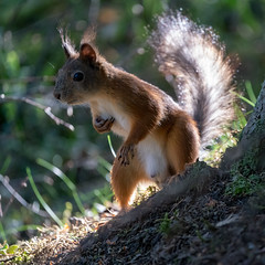 Squirrel - Orava