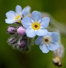 Forget-me-not in Hanstholm, Thy, Denmark