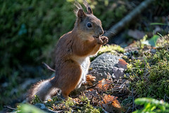 Squirrel - Orava