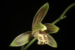 Cymbidium haematodes '#200201' Lindl., Gen. Sp. Orchid. Pl.: 162 (1833)