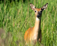 White-tailed deer - Valkohäntäpeura
