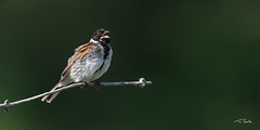 Reed Bunting (m) in Full Song - Emberiza schoeniclus