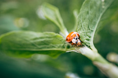 Close-up picture of a ladybug on a green leaf