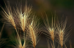 Wild Barley