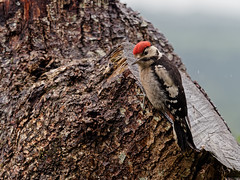 Greater Spotted Woodpecker Juv.