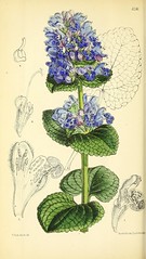 Anglų lietuvių žodynas. Žodis lamiaceae reiškia 1) notreliniai lietuviškai.
