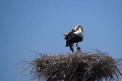 Stork & little one