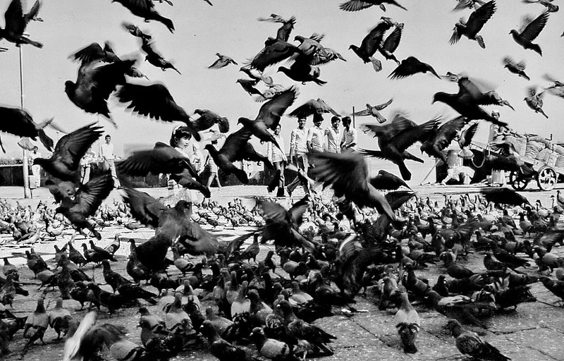 Pigeons of Mumbai<br/>© <a href="https://flickr.com/people/142382111@N07" target="_blank" rel="nofollow">142382111@N07</a> (<a href="https://flickr.com/photo.gne?id=50024973726" target="_blank" rel="nofollow">Flickr</a>)
