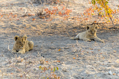 Ongava Private Reserve, Namibie