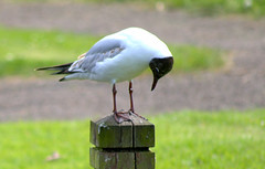 Bowing gull