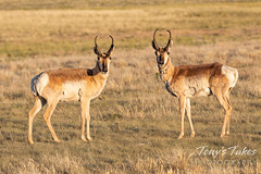 June 21, 2020 - Handsome pair of pronghorn. (Tony's Takes)