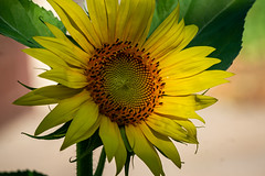 early sunflower