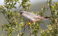 Red-footed falcon m
