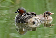 A small chick of little grebes (2)