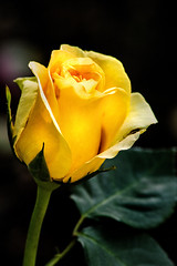 Yellow Rose BSG 3-0 F LR 6-7-20 J296