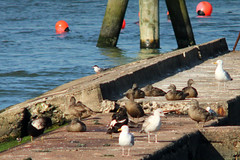House of commons - Common ringed plover, Common eider, Common tern, Common gull(?)