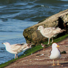 Common ringed plover, Charadrius hiaticula, Större strandpipare surrounded by gulls