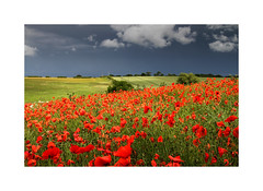Dark clouds and poppies