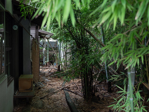 neglected bamboo garden