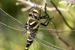 Golden-ringed dragonfly imm m