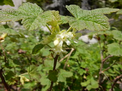 Ribes viscosissimum - sticky currant