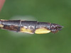 Phanogomphus exilis
