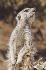 Meerkat-Suricata suricatta