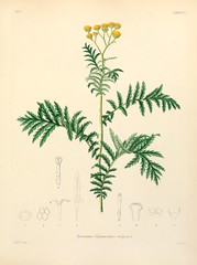 Anglų lietuvių žodynas. Žodis florae reiškia flora lietuviškai.