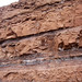 Redbeds (Chugwater Formation, Upper Triassic; south of Thermopolis, Wyoming, USA) 18