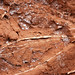 Redbeds (Chugwater Formation, Upper Triassic; south of Thermopolis, Wyoming, USA) 16