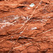 Redbeds (Chugwater Formation, Upper Triassic; south of Thermopolis, Wyoming, USA) 15