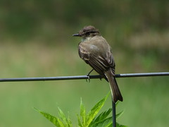 Eastern Phoebe, Timbers Nature Preserve, Murphy, Texas, July 3, 2020