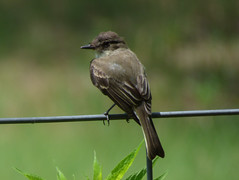Eastern Phoebe, Timbers Nature Preserve, Murphy, Texas, July 3, 2020