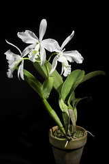 Cattleya warneri fma. alba 'Extra' T.Moore ex R.Warner, Select Orchid. Pl.: t. 8 (1862)
