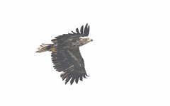 DSC_6688 Zeearend : Pygargue a queue blanche : Haliaeetus albicilla : Seeadler : White-tailed Sea Eagle