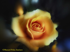 Una amarilla y simbólica rosa. A symbolic yellow rose