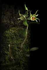 Dendrobium tobaense 'South Sumatra type. #200301' J.J.Wood & J.B.Comber, Lindleyana 8: 115 (1993)