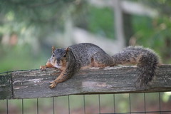 Backyard Red & Fox Squirrels (Ypsilanti, Michigan) -  186/2020 23/P365Year13 4406/P365all-time (July 4, 2020)