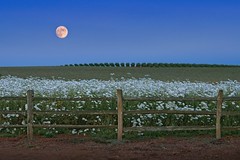 Daisies Fence Rising Moon 285 A