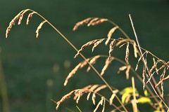 (184) Summer Grasses