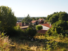 Les brebis au parc Panoramis - Bassens