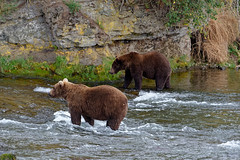 All Bears Lead to Katmai National Park & Preserve