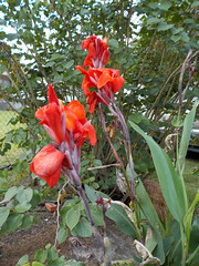 Red Canna Lilies.