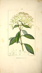 Anglų lietuvių žodynas. Žodis cinchona officinalis reiškia chininą officinalis lietuviškai.