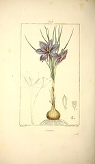 Anglų lietuvių žodynas. Žodis crocus sativus reiškia <li>Crocus sativus</li> lietuviškai.