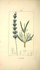 Anglų lietuvių žodynas. Žodis lavandula angustifolia reiškia <li>lavandula angustifolia</li> lietuviškai.